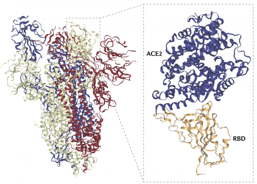 The trinity of COVID-19: immunity, inflammation and intervention